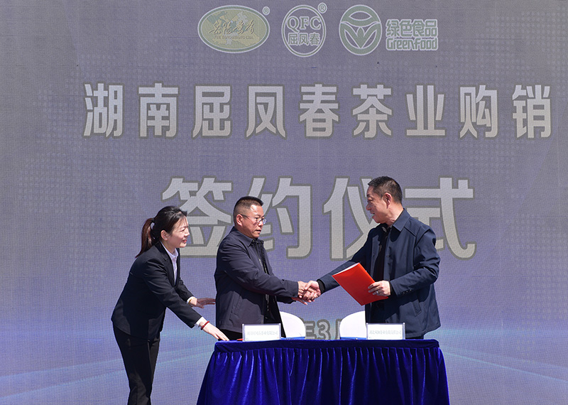 追寻春天的第一杯“岳阳黄茶”· 2024年屈凤春春茶开采启动仪式隆重举行